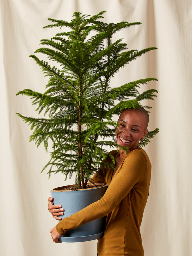 Woman holding extra-large Bloomscape Norfolk Pine potted in Slate Ecopot